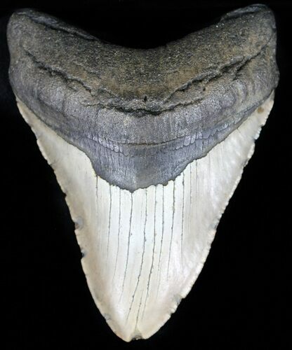 Bargain, Megalodon Tooth - North Carolina #59042
